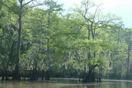 Slidell Honey Island Swamp Private Tour 2 hr thumbnail 1
