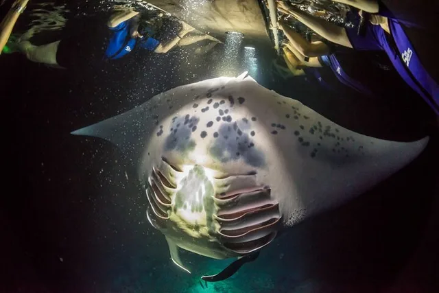 Kona Manta Ray Snorkel Tour - Image 6