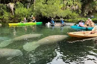 Silver Springs Clear Kayak Wildlife Adventure thumbnail 5