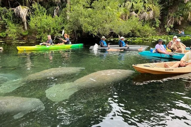 Silver Springs Clear Kayak Wildlife Adventure - Image 5