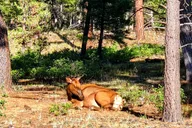 Grand Canyon South Rim Tour with Lunch thumbnail 6
