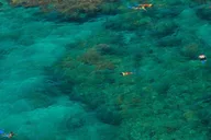Key West Reef Snorkeling with Drinks thumbnail 5