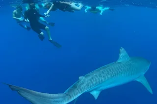 Oahu Cage-Free Shark Swim North Shore 105 Min