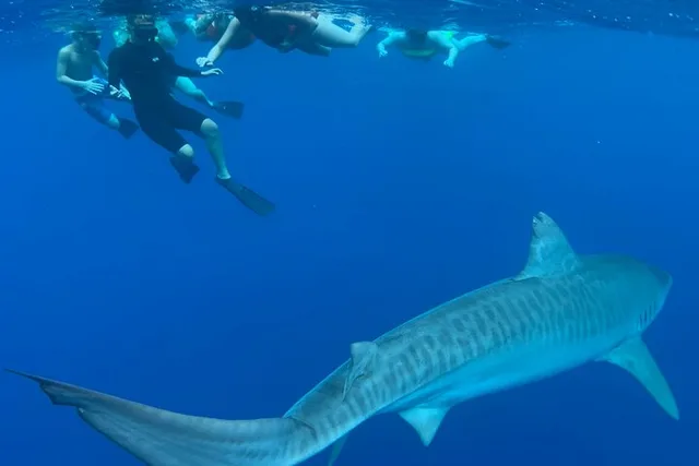 Oahu Cage-Free Shark Swim North Shore 105 Min - Image 1