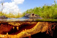 Miami Everglades Airboat Tour thumbnail 6