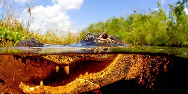 Miami Everglades Airboat Tour - Image 6