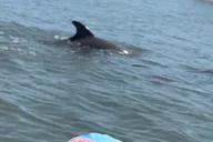 St Augustine Dolphins and Wildlife Ecotour 90 min thumbnail 5