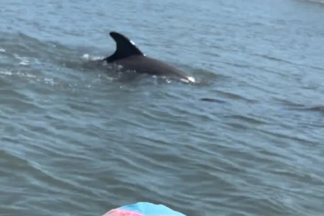 St Augustine Dolphins and Wildlife Ecotour 90 min - Image 5