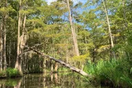 New Orleans Honey Island Swamp Private Tour thumbnail 6