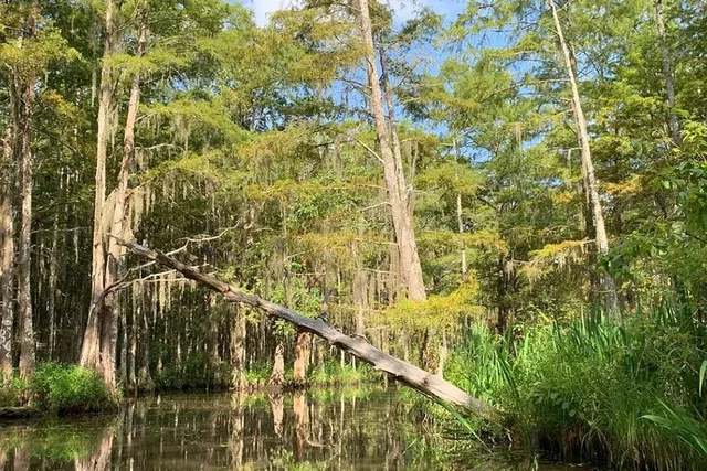 New Orleans Honey Island Swamp Private Tour - Image 6