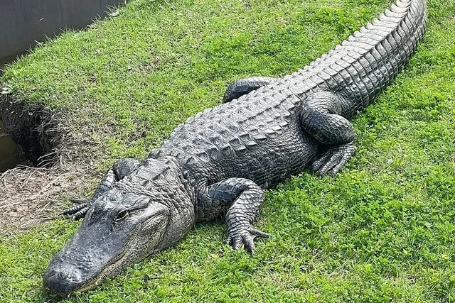 New Orleans Plantation and Swamp Tour - Image 4