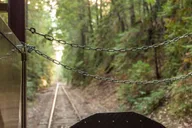 Mendocino Skunk Train Wolf Tree Turn Ride thumbnail 4