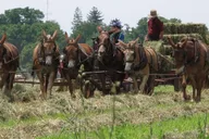Philadelphia Amish Country Private Driving Tour thumbnail 6