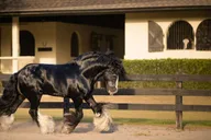 Ocala Gypsy Gold Horse Farm Walking Tour thumbnail 5