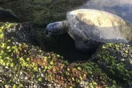 Hilo Volcanoes National Park and Black Sand Beach Tour thumbnail 5