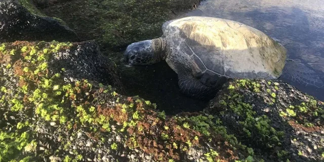 Hilo Volcanoes National Park and Black Sand Beach Tour - Image 5