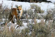 Gardiner Wildlife & Wolf Private Tour with Lunch thumbnail 4
