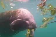 Crystal River Manatee Snorkeling Tour thumbnail 6