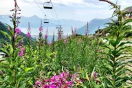 Seward Alaska Crafted Tour and Cruise Transfer thumbnail 2