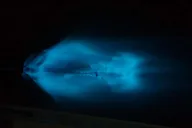 Cocoa Beach Bioluminescence Boat Tour 2 hr thumbnail 2