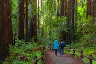 Muir Woods Walking Tour thumbnail 4