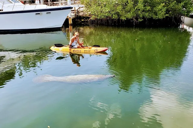 Key Largo Mangrove Kayak Eco Tour - Image 4