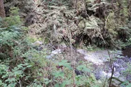 Olympic Peninsula Forest Tour thumbnail 5