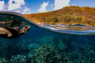 Maui Turtle Town Sunset Snorkel thumbnail 4