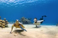 Oahu Circle Island Snorkel Tour with Turtles thumbnail 2