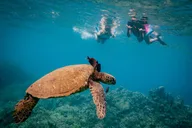 Maalaea Harbor Snorkeling and Sailing Tour thumbnail 4