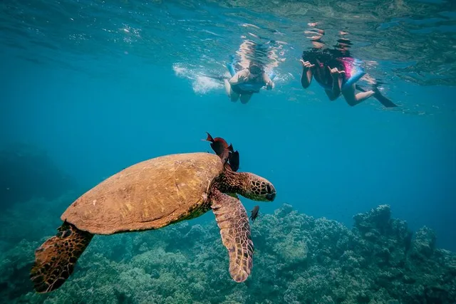 Maalaea Harbor Snorkeling and Sailing Tour - Image 4