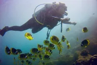 Kauai South Shore SCUBA Dive 4 hr thumbnail 6