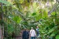 Kona Cloud Forest Sanctuary Guided Walk thumbnail 4