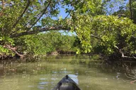 Marco Island Mangrove Tunnel Kayak Adventure thumbnail 3