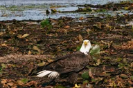 Orlando Florida Everglades Airboat Tour 1.5 hr thumbnail 4