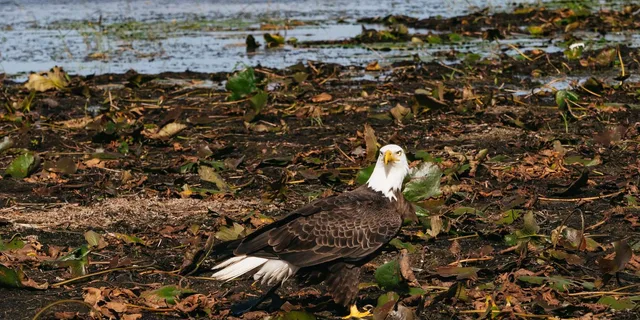 Orlando Florida Everglades Airboat Tour 1.5 hr - Image 4
