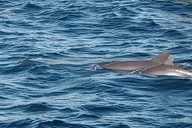 Panama City Dolphin Swim Experience 2 hr thumbnail 3