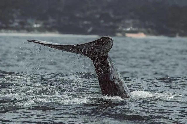 Monterey Whale Watching Tour - Image 6