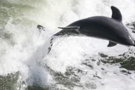 Fort Lauderdale Everglades Safari thumbnail 5