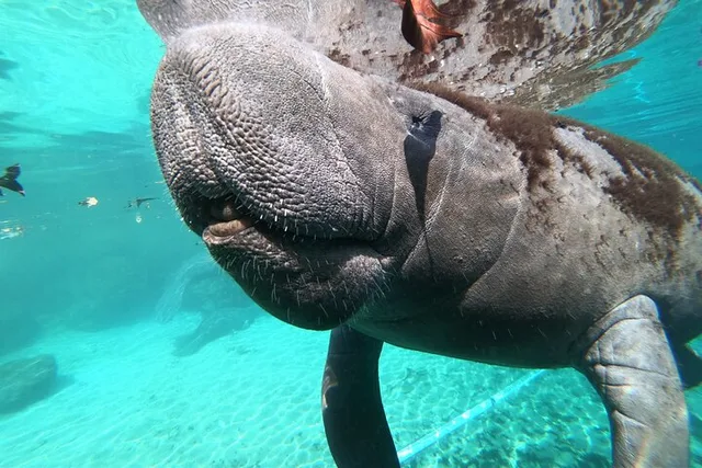 Crystal River Manatee Swim 3 hr - Image 6