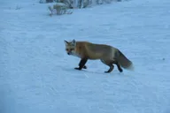Jackson Hole Wildlife Tour in Grand Teton Park - 4 hr thumbnail 5