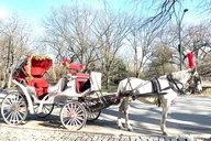 New York Central Park Horse Carriage Ride thumbnail 5