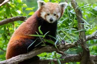 New York Central Park Zoo Entry Ticket thumbnail 4
