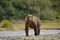 Juneau Private Bear Viewing Tour thumbnail 1