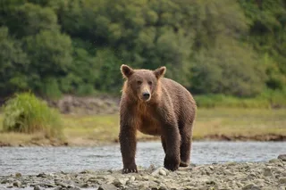Juneau Private Bear Viewing Tour