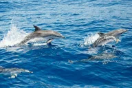 North Myrtle Beach Dolphin Tour 2 hr thumbnail 5