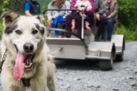 Seward Dog Sled Ride and Kenai Fjords Tour thumbnail 5