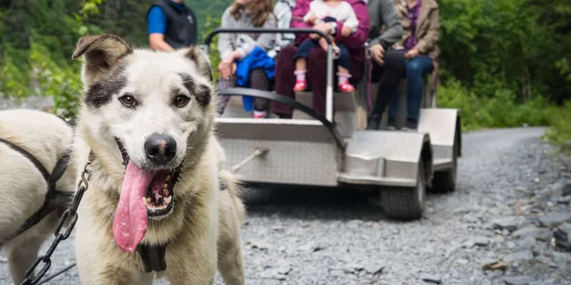 Seward Dog Sled Ride and Kenai Fjords Tour - Image 5