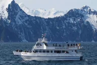 Seward Wildlife Cruise in Spring - 4 hr thumbnail 1