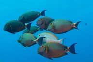 Kauai Scuba Dive Ocean Experience 2.5 Hr thumbnail 6